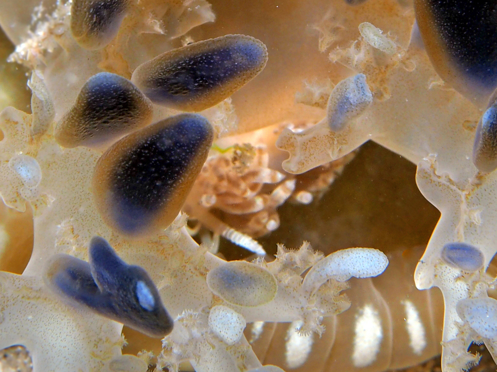 Cassiopea Dondice
