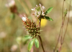 Trifolium dalmaticum