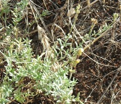 Linaria supina