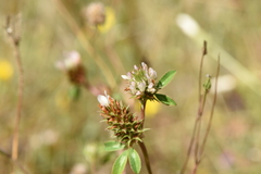 Trifolium dalmaticum