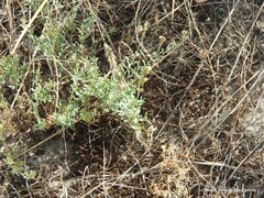 Linaria supina