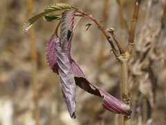 Strobilanthes callosa