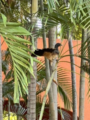 Ortalis poliocephala