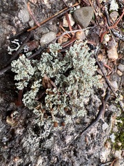 Stereocaulon saxatile