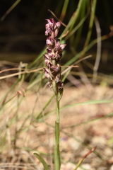 Anacamptis coriophora fragrans