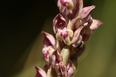 Anacamptis coriophora fragrans