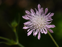 Knautia integrifolia