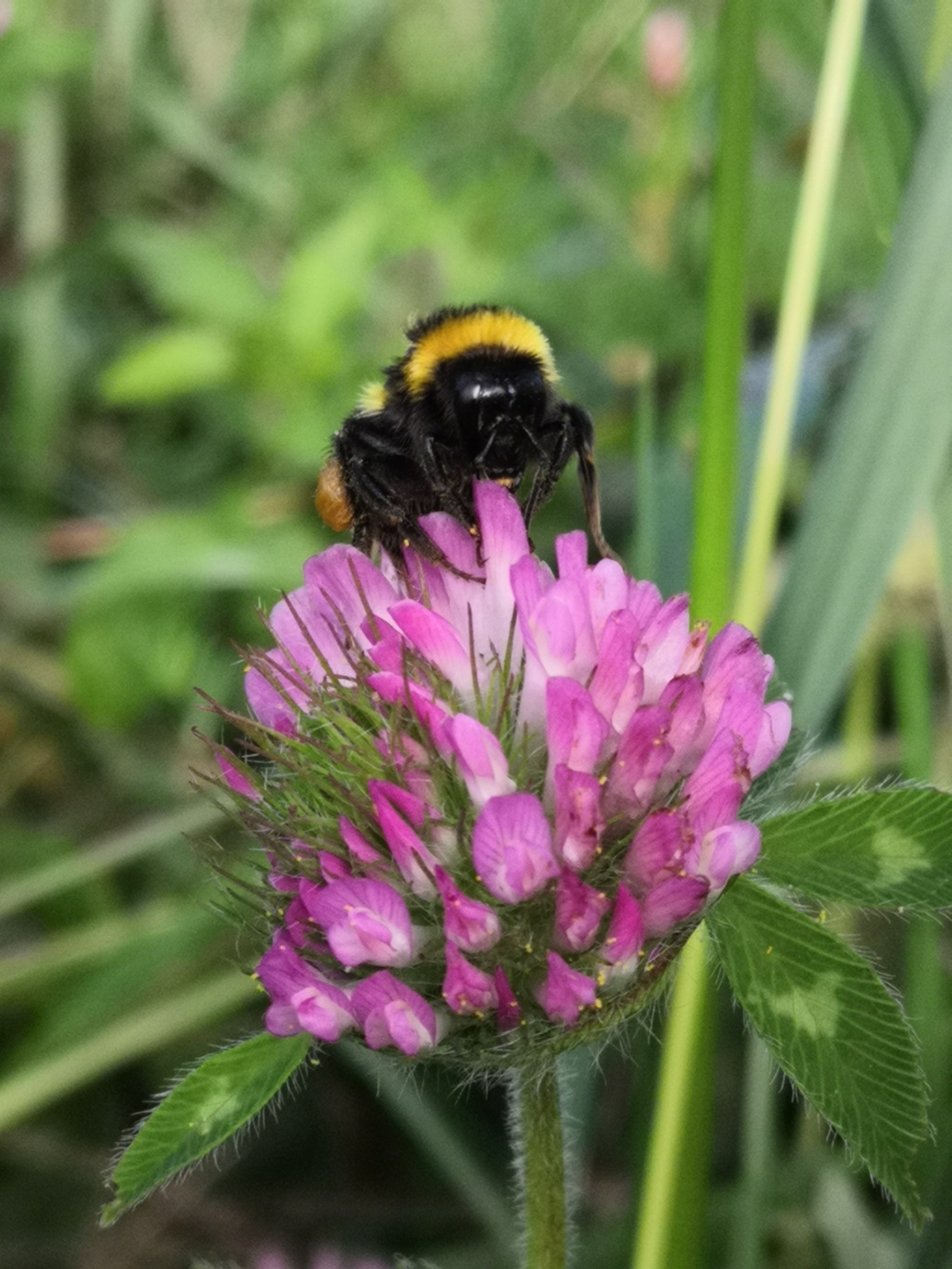 Bombus ruderatus (Fabricius, 1775)