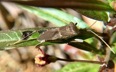 Leptoglossus brevirostris