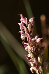 Anacamptis coriophora fragrans