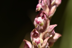 Anacamptis coriophora fragrans