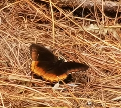 Gyrocheilus patrobas patrobas