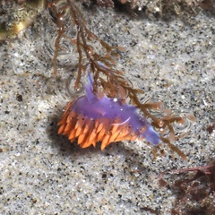 Flabellinopsis iodinea