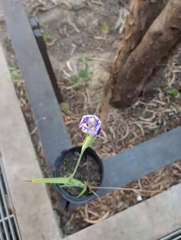 Phalocallis coelestis