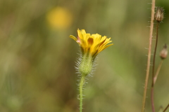 Hypochaeris achyrophorus