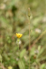Hypochaeris achyrophorus