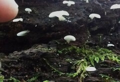 Crepidotus stipitatus