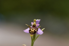 Ophrys oestrifera