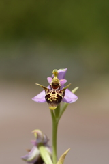 Ophrys oestrifera