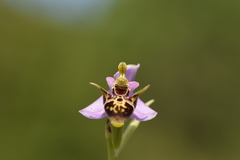 Ophrys oestrifera