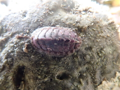 Lepidochitona cinerea