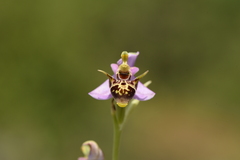 Ophrys oestrifera