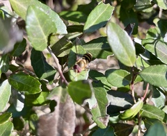 Syrphus ribesii