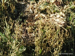 Atriplex portulacoides
