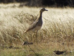 Burhinus bistriatus