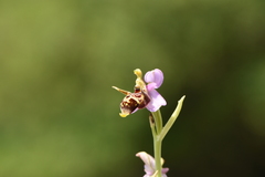 Ophrys oestrifera