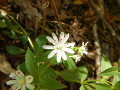 Stellaria pubera