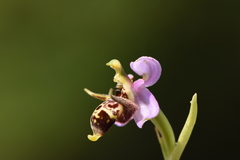Ophrys oestrifera