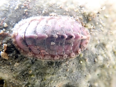 Lepidochitona cinerea