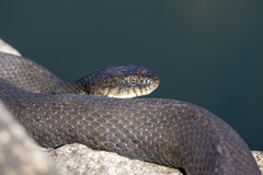 Nerodia sipedon insularum