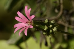 Mutisia speciosa