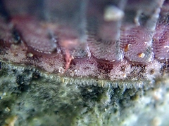 Lepidochitona cinerea