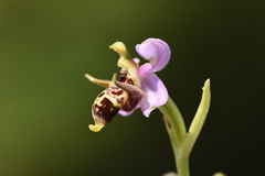 Ophrys oestrifera
