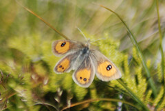 Argyrophenga janitae