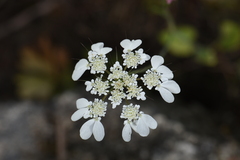 Tordylium officinale