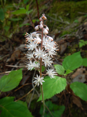 Tiarella