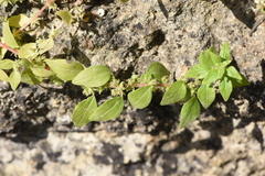 Parietaria lusitanica