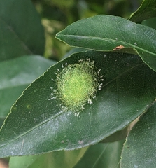 Gasteracantha cancriformis