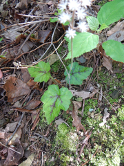 Tiarella