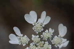 Tordylium officinale