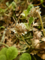 Antennaria solitaria