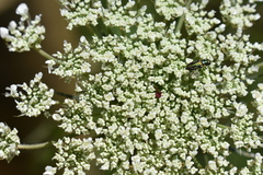 Bilyaxia