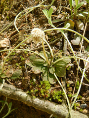 Antennaria solitaria