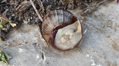 Helix schlaeflii