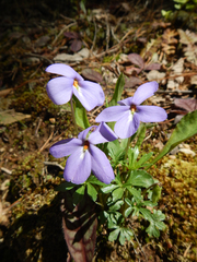 Viola pedata