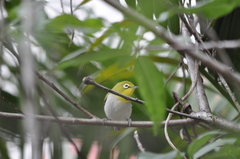 Zosterops simplex simplex